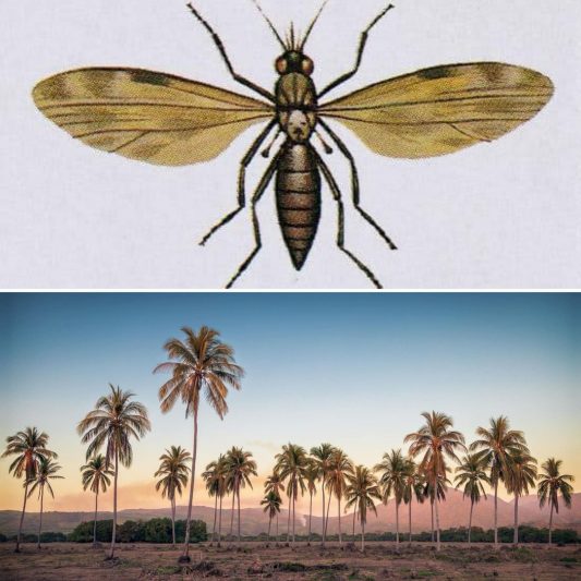 Imagen-Jejen-San-Blas--533x533 El intento del Gobernador Julián Gascón Mercado de acabar con el mosquito del "jején" en San Blas, Nayarit.